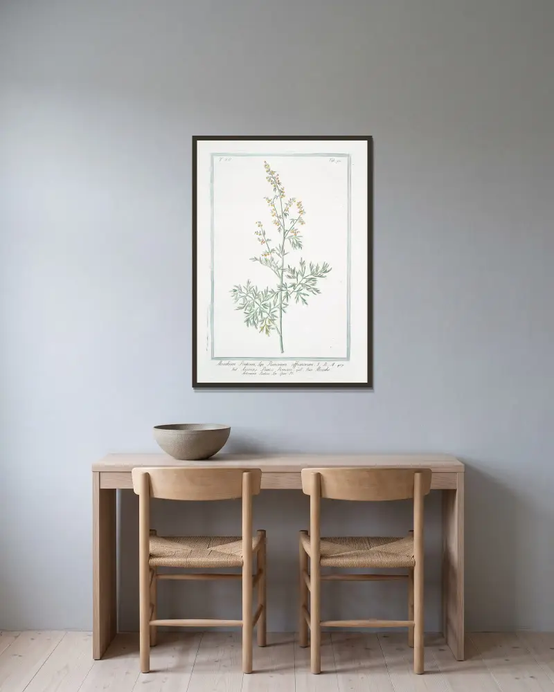 Absinthium Ponticum, seu Romanum officinarum – Ascenzo Pontico Romano – Absinthe Artemisia Pontica Lin. Spec. Pl. (Römischer Wermut) von Giorgio Bonelli gerahmt an einer Wand