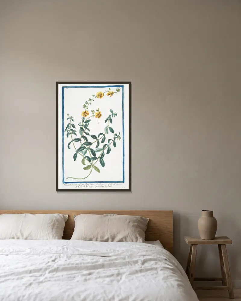 Helianthemum vulgare, flore luteo – Fiore del Sole – Fleur du Soleil. (Rock-rose) av Giorgio Bonelli inramad på en vägg