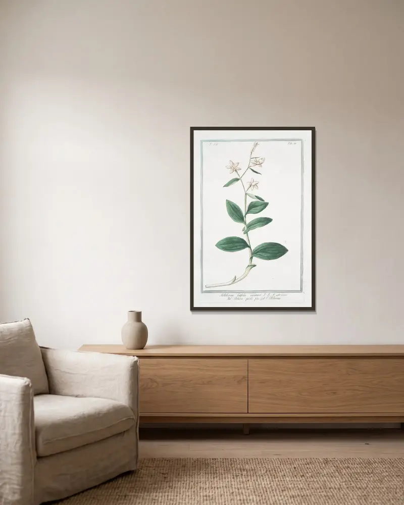 Helleborine , latifolia montana – eleboro picólo falso – L’ Elléborine av Giorgio Bonelli inramad på en vägg