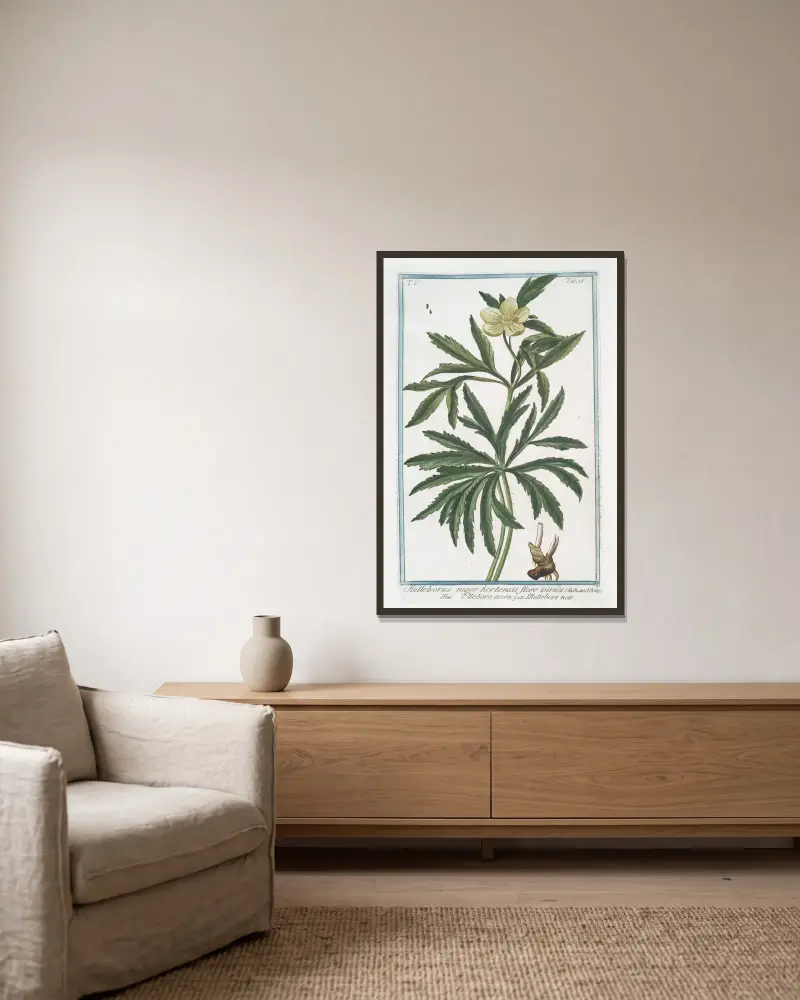 Helleborus niger hortensis flore viridi – Elleboro nero – L’Hellebore noir. (Christmas rose, Green hellbore) av Giorgio Bonelli inramad på en vägg