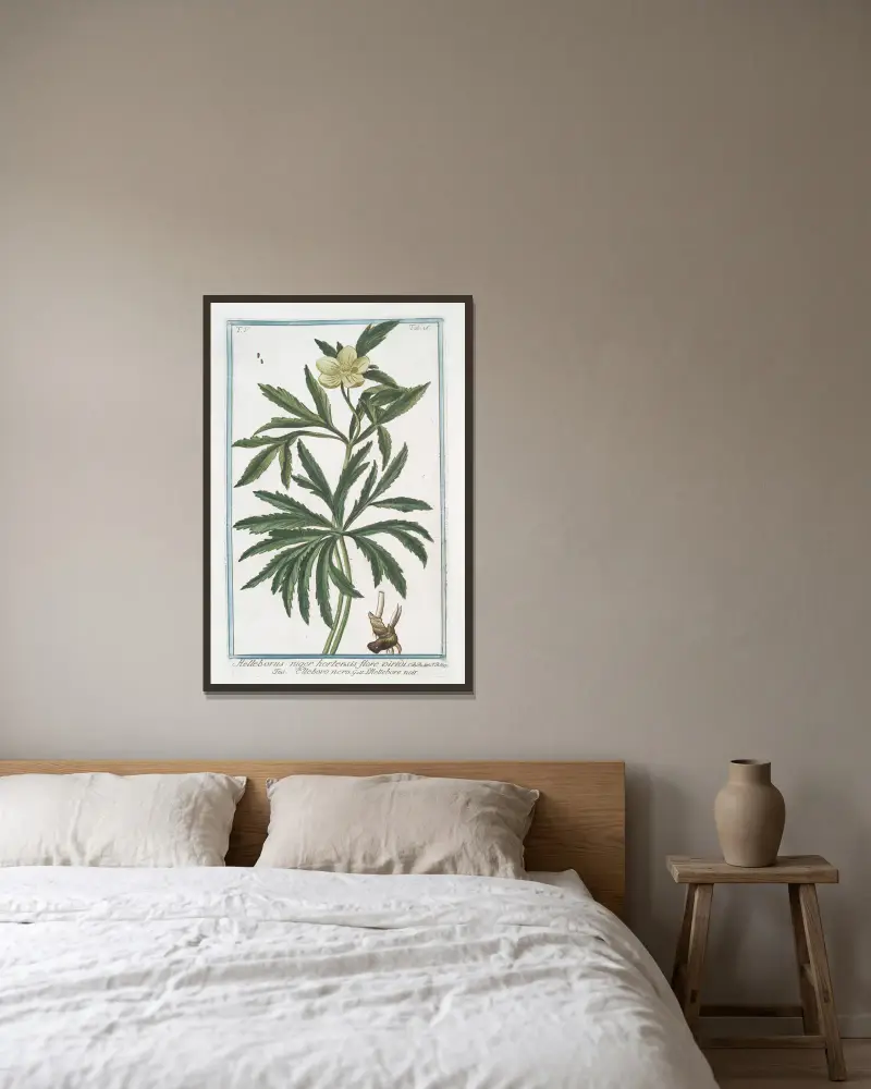 Helleborus niger hortensis flore viridi – Elleboro nero – L’Hellebore noir. (Christmas rose, Green hellbore) av Giorgio Bonelli inramad på en vägg