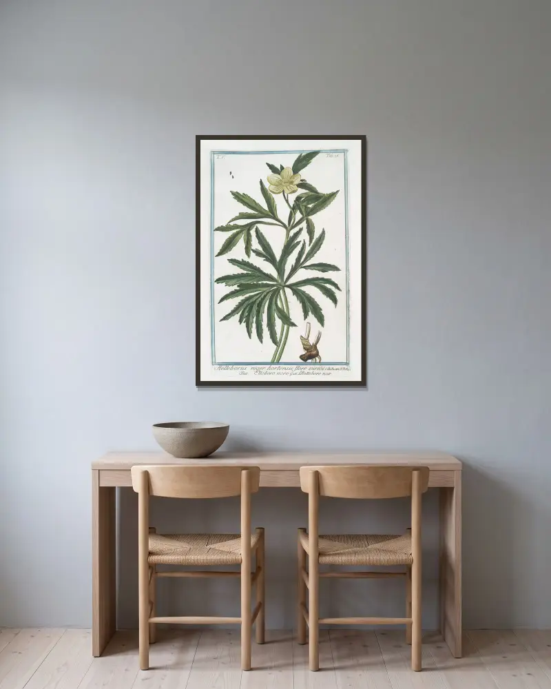 Helleborus niger hortensis flore viridi – Elleboro nero – L’Hellebore noir. (Christmas rose, Green hellbore) av Giorgio Bonelli inramad på en vägg