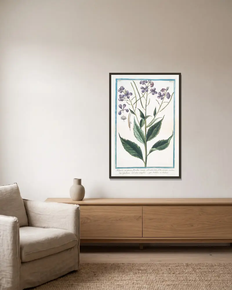 Hesperis montana, floribus roseis odoratissimis, foliis serratis – Giuliana salvatica semplice – Tutiane, ou Tuliene. (Sweet Rocket) av Giorgio Bonelli inramad på en vägg