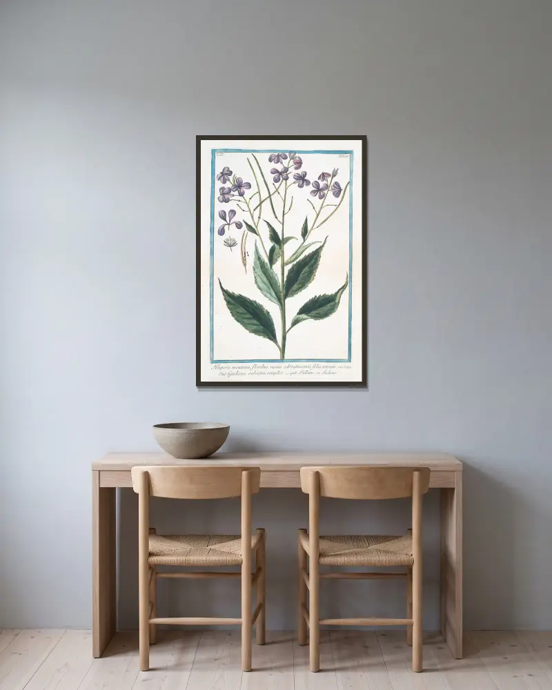 Hesperis montana, floribus roseis odoratissimis, foliis serratis – Giuliana salvatica semplice – Tutiane, ou Tuliene. (Sweet Rocket) av Giorgio Bonelli inramad på en vägg