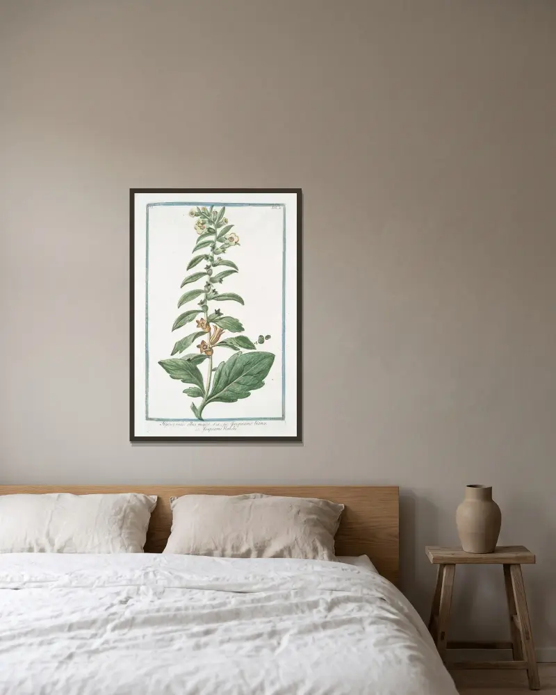 Hyoacyamus albus major – Jusquiamo bianco – Jusquiame blanche. (Russian henbane or White henbane) av Giorgio Bonelli inramad på en vägg