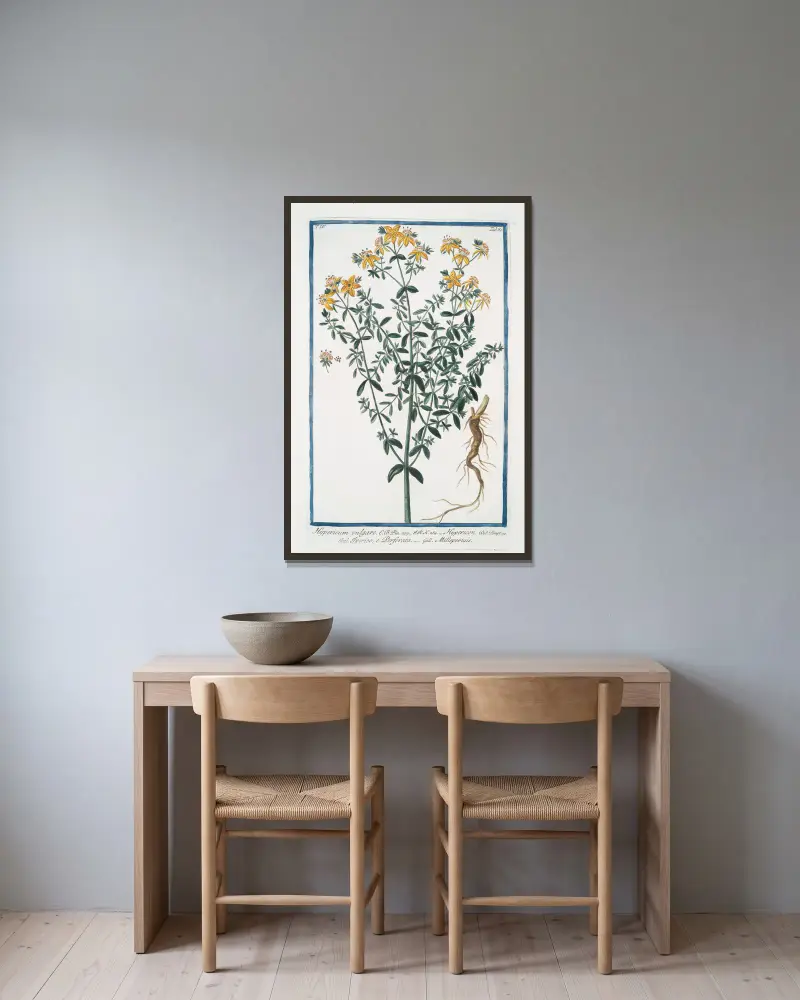 Hypericum vulgare – Johannesört, Giorgio Bonelli v rámu na stěně