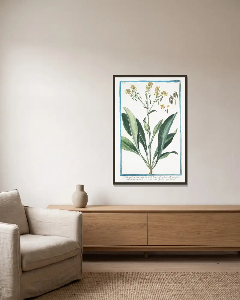 Isatis sativa, vel latifolia – Isatis, sive Glastum sativum – Guado – Pastel. (Woad) av Giorgio Bonelli inramad på en vägg