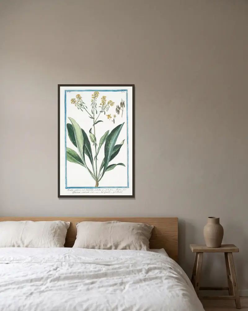 Isatis sativa, vel latifolia – Isatis, sive Glastum sativum – Guado – Pastel. (Woad) av Giorgio Bonelli inramad på en vägg
