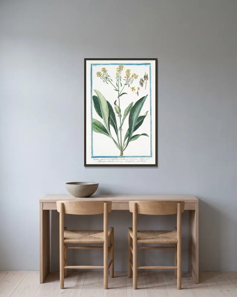 Isatis sativa, vel latifolia – Isatis, sive Glastum sativum – Guado – Pastel. (Woad) av Giorgio Bonelli inramad på en vägg