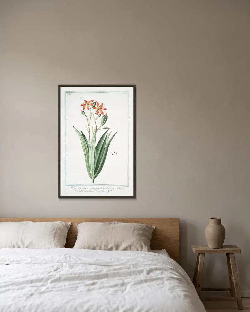 Ixia chinensis ensiformibu – Bermundiana maggiore. (Iris chinensis, Leopard lily) av Giorgio Bonelli inramad på en vägg