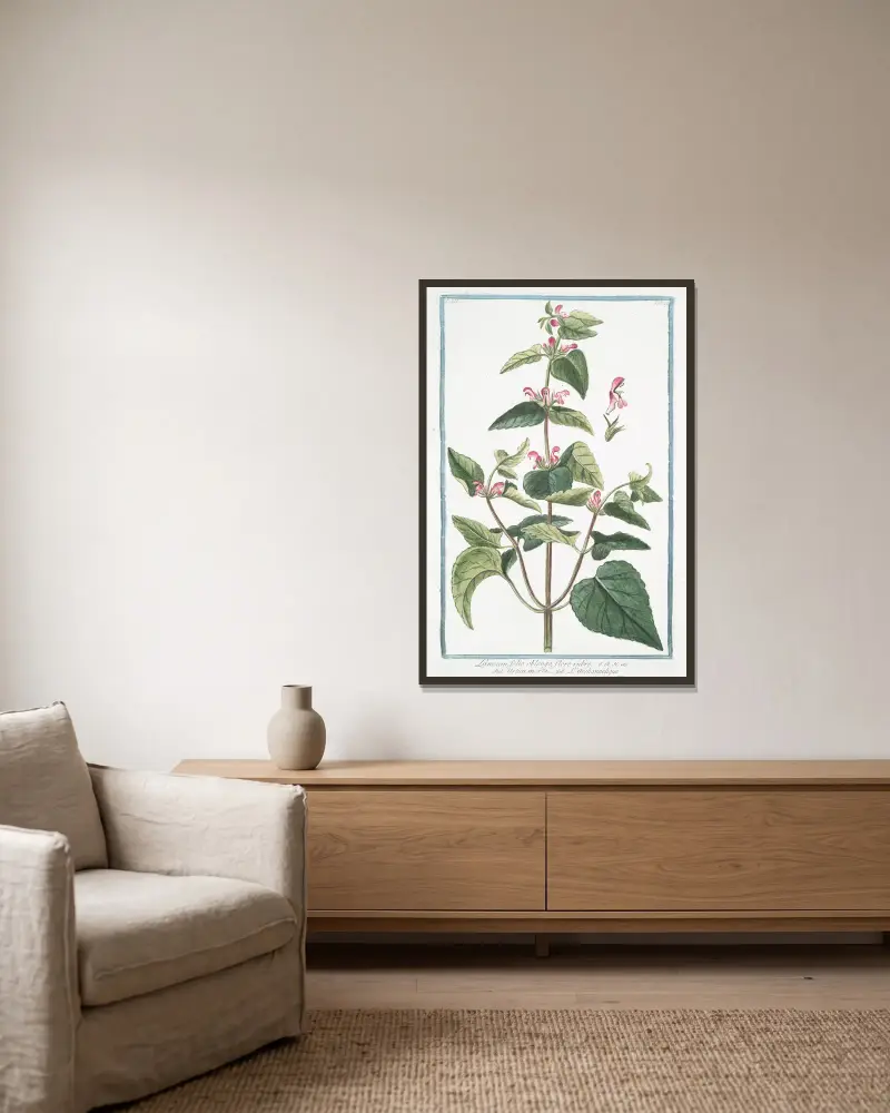 Lamium, folio oblongo, flore rubro – Urtica morta – L’Archangelique.(Dead-nettle) av Giorgio Bonelli inramad på en vägg