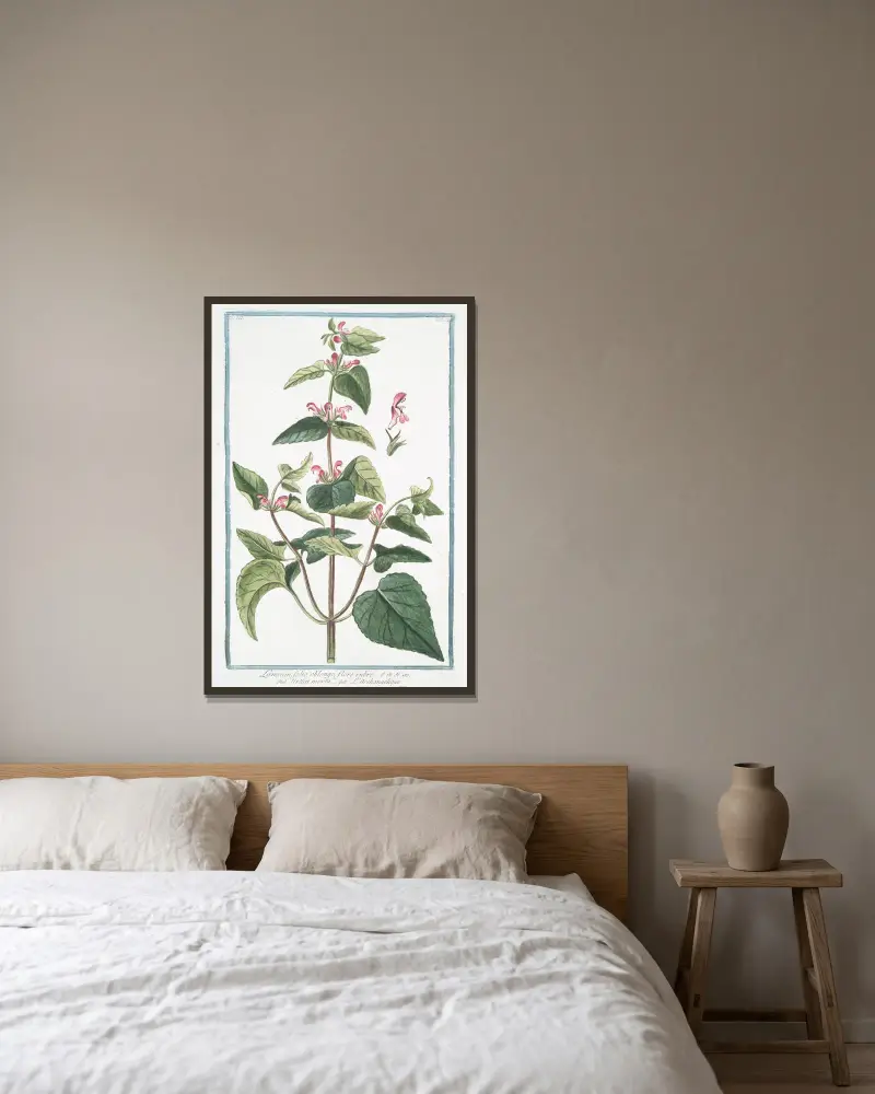 Lamium, folio oblongo, flore rubro – Urtica morta – L’Archangelique.(Dead-nettle) av Giorgio Bonelli inramad på en vägg