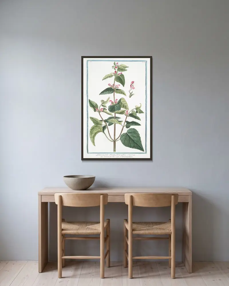 Lamium, folio oblongo, flore rubro – Urtica morta – L’Archangelique.(Dead-nettle) av Giorgio Bonelli inramad på en vägg