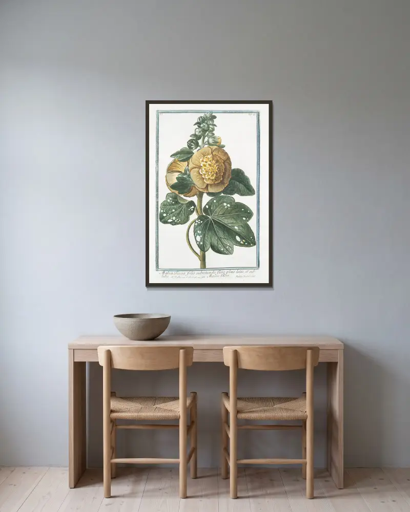 Malva Rosea, folio subrotundo, flore pleno luteo; et subluteo – Rosen-Malve von Giorgio Bonelli gerahmt an einer Wand
