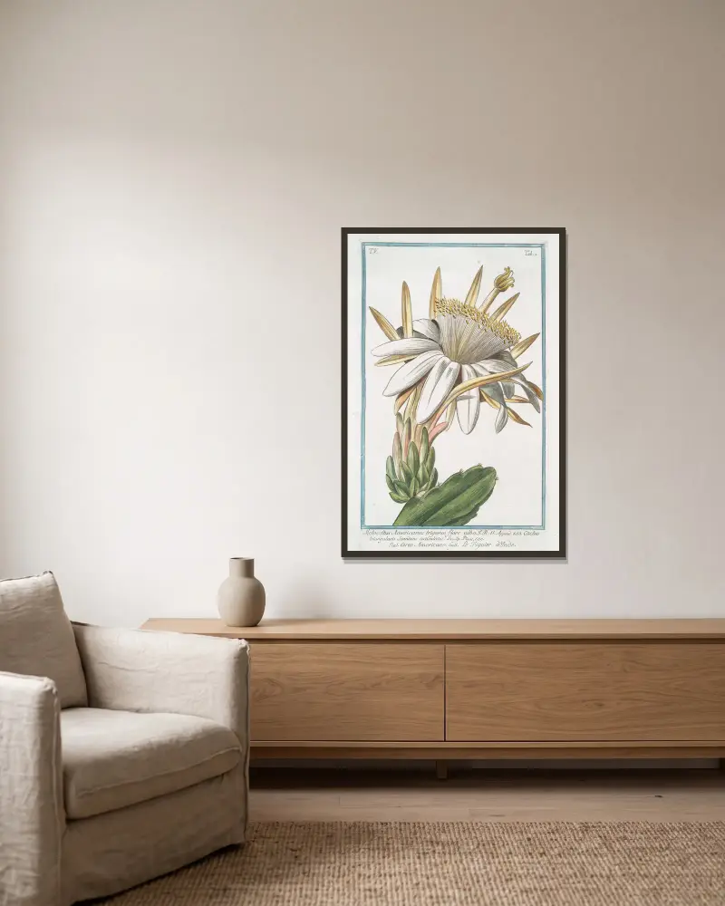 Melocactus Americanus trigonus flore albo – Cereo Americano – Le figuier o’Inde (Cactus melon) av Giorgio Bonelli inramad på en vägg