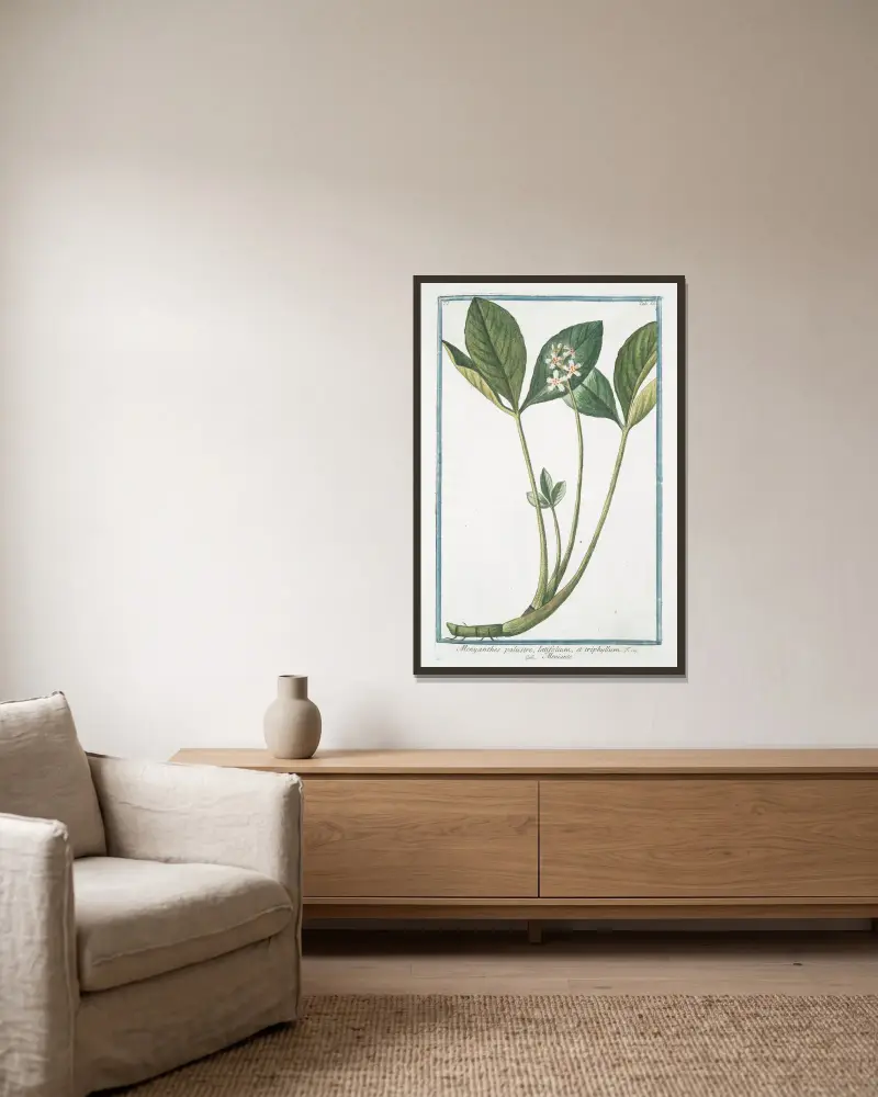 Menyanthes palustre, latifolium, et triphhyllum – Meniante av Giorgio Bonelli inramad på en vägg