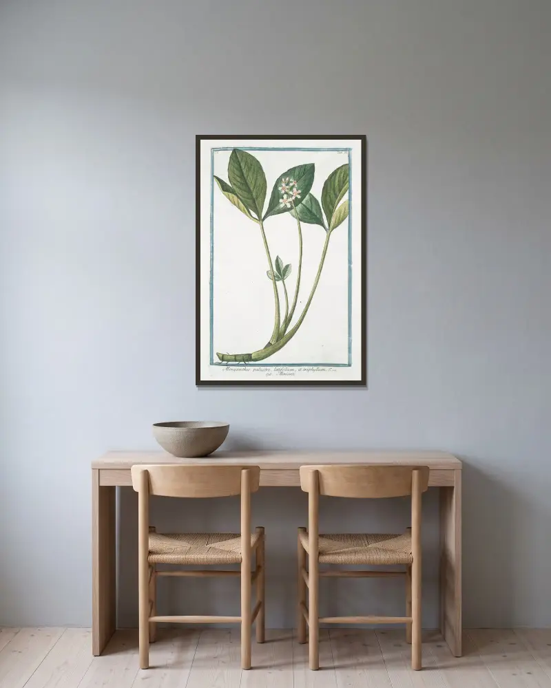 Menyanthes palustre, latifolium, et triphhyllum – Meniante av Giorgio Bonelli inramad på en vägg