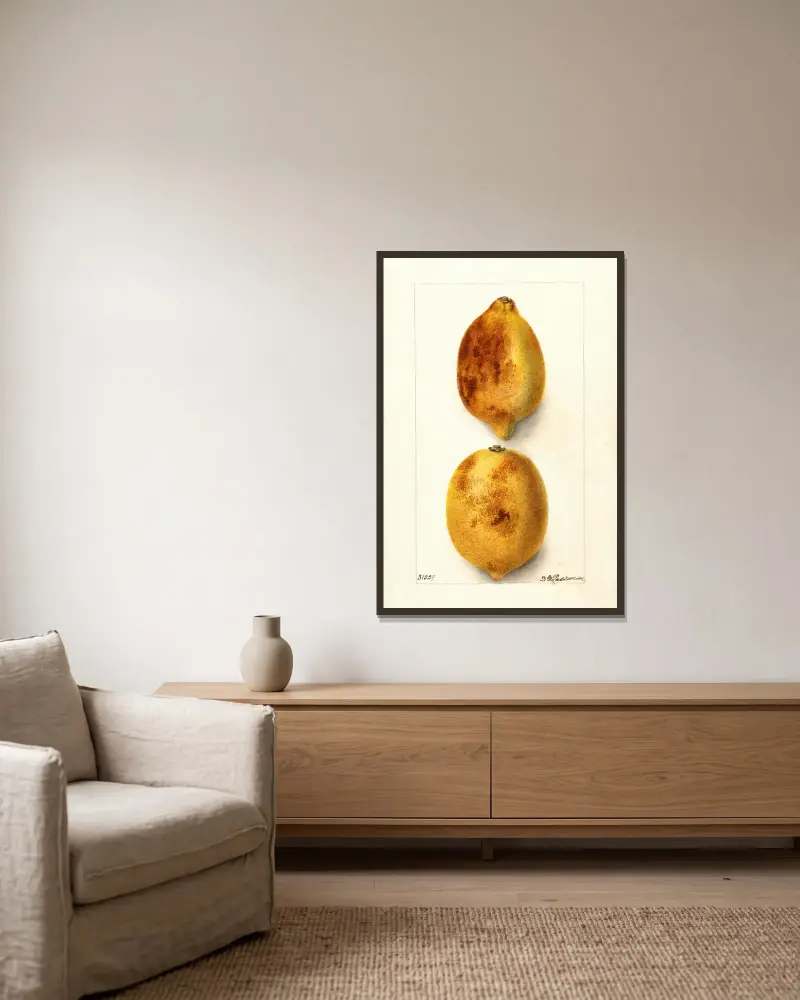 Citrus limon, Deborah Griscom Passmore v rámu na stěně