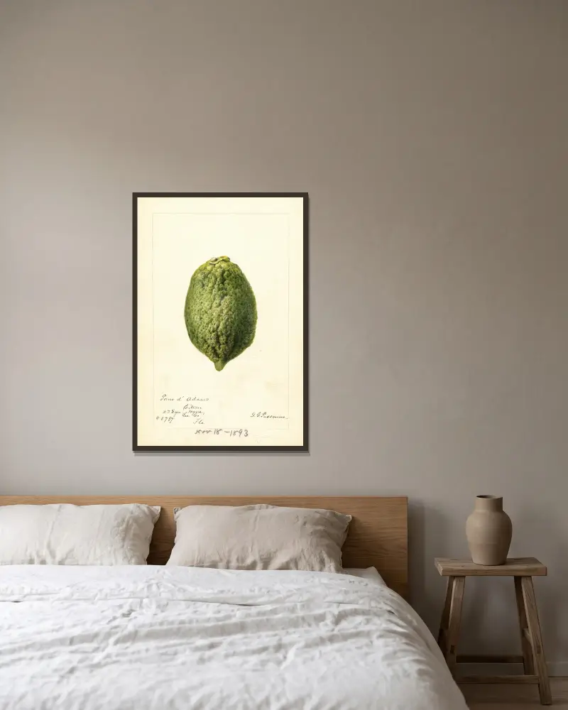 Citrus medica: Pomo d’Adams av Deborah Griscom Passmore inramad på en vägg