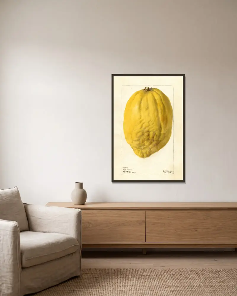 Citrus medica, Deborah Griscom Passmore v rámu na stěně