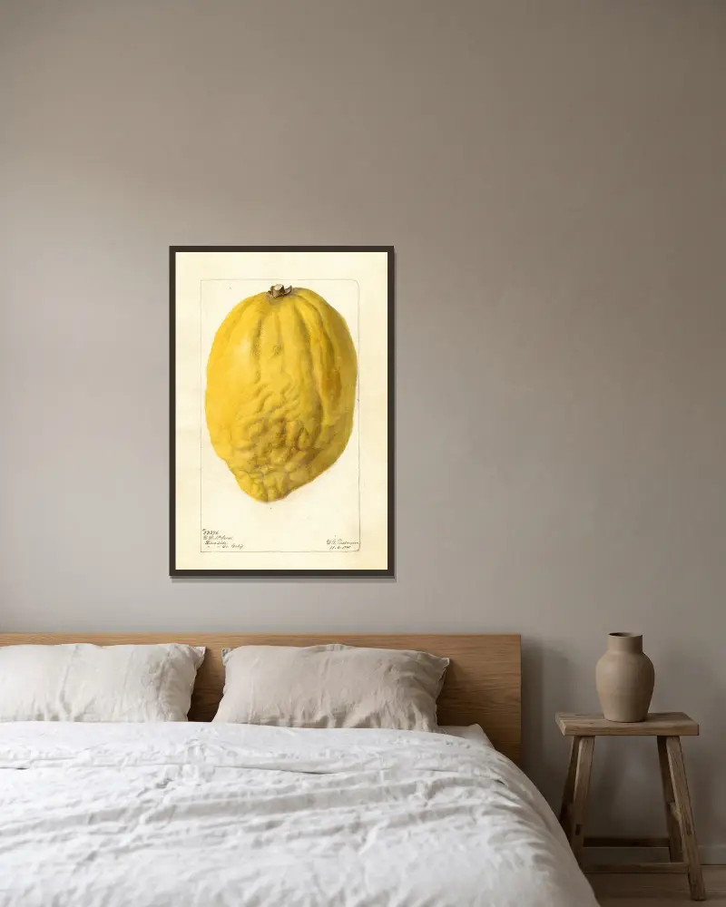 Citrus medica, Deborah Griscom Passmore v rámu na stěně
