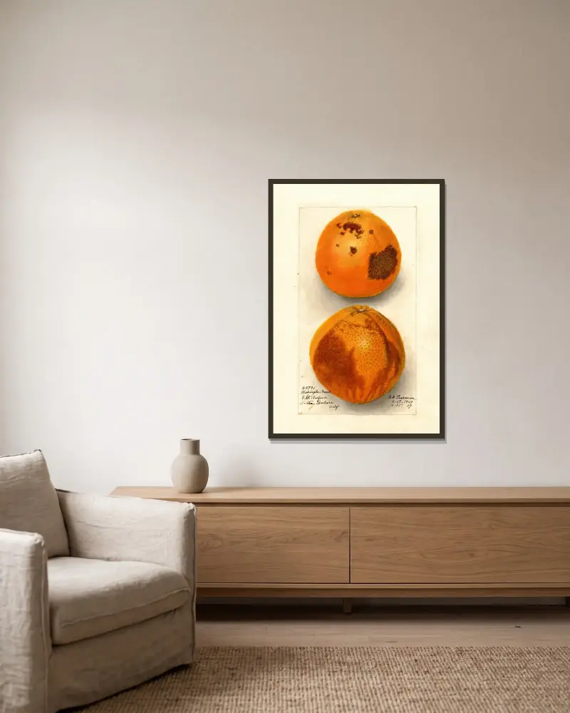 Citrus sinensis: Washington Navel, Deborah Griscom Passmore w ramie na ścianie