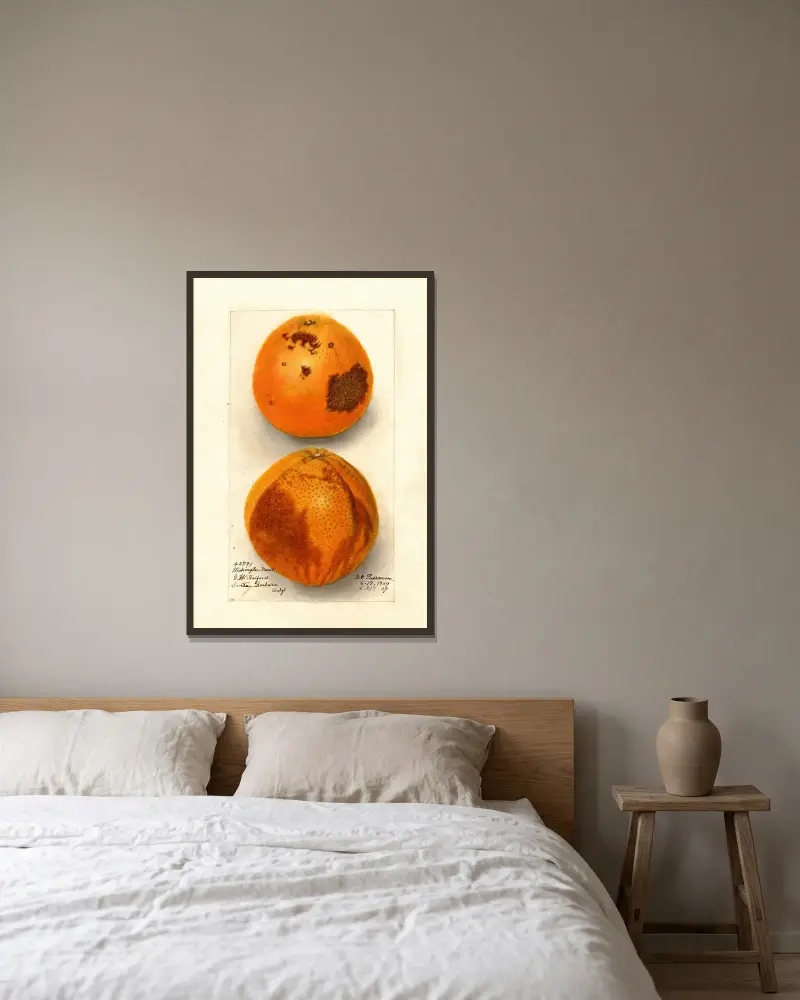 Citrus sinensis: Washington Navel, Deborah Griscom Passmore w ramie na ścianie