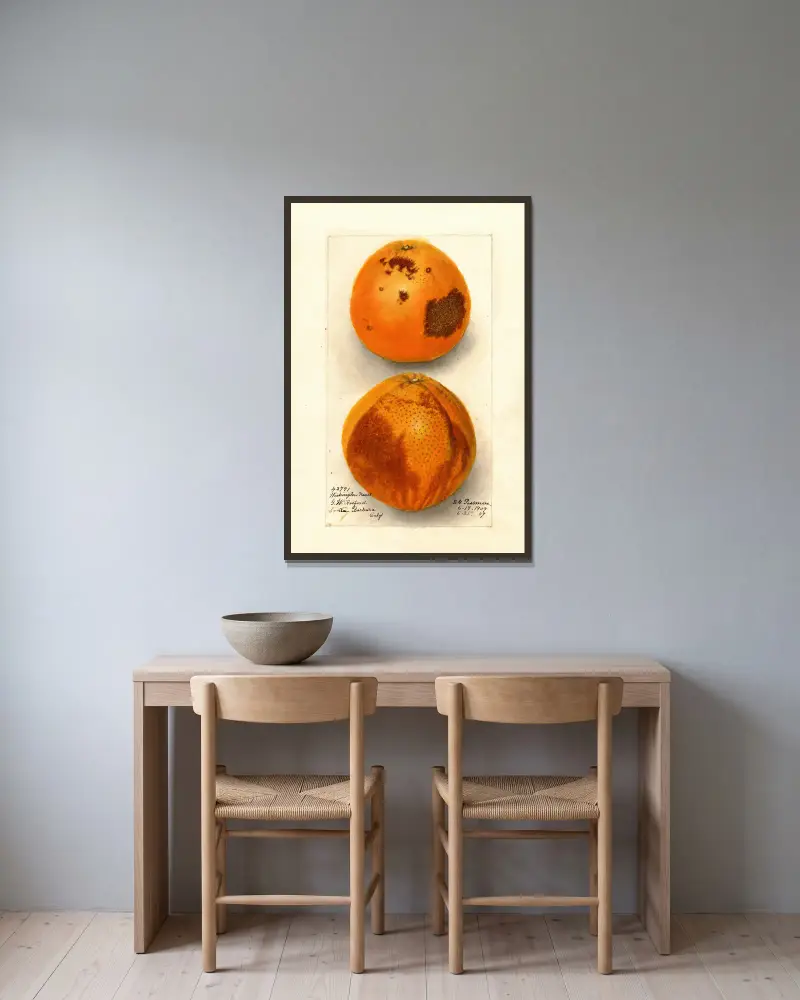 Citrus sinensis: Washington Navel, Deborah Griscom Passmore w ramie na ścianie