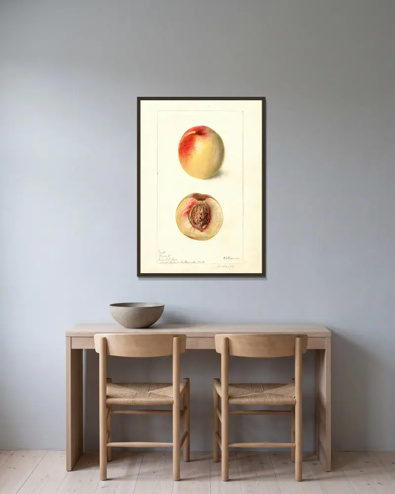 Prunus persica: Connett von Deborah Griscom Passmore gerahmt an einer Wand