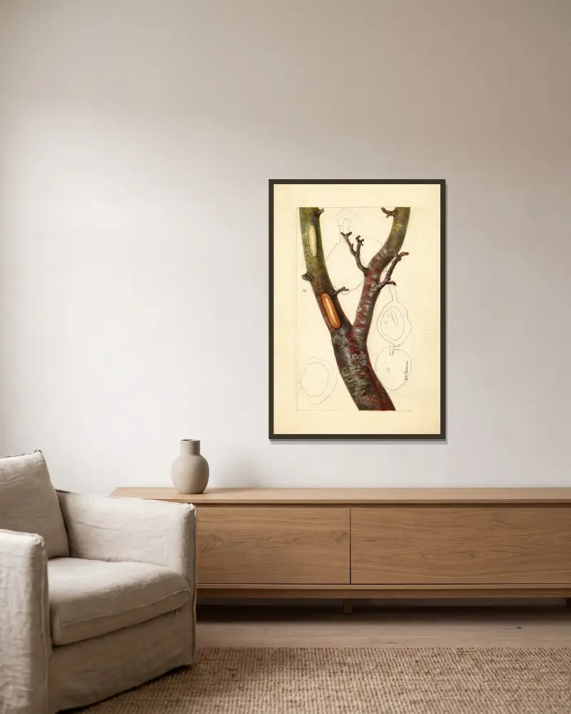 Pyrus communis: Howell, Deborah Griscom Passmore v rámu na stěně
