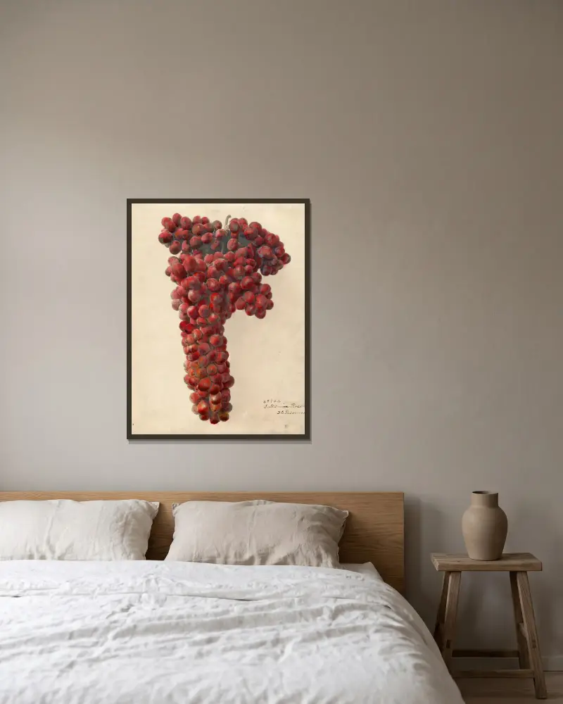 Vitis: Sultanina Rosea – Nr. 1, Deborah Griscom Passmore v rámu na stěně