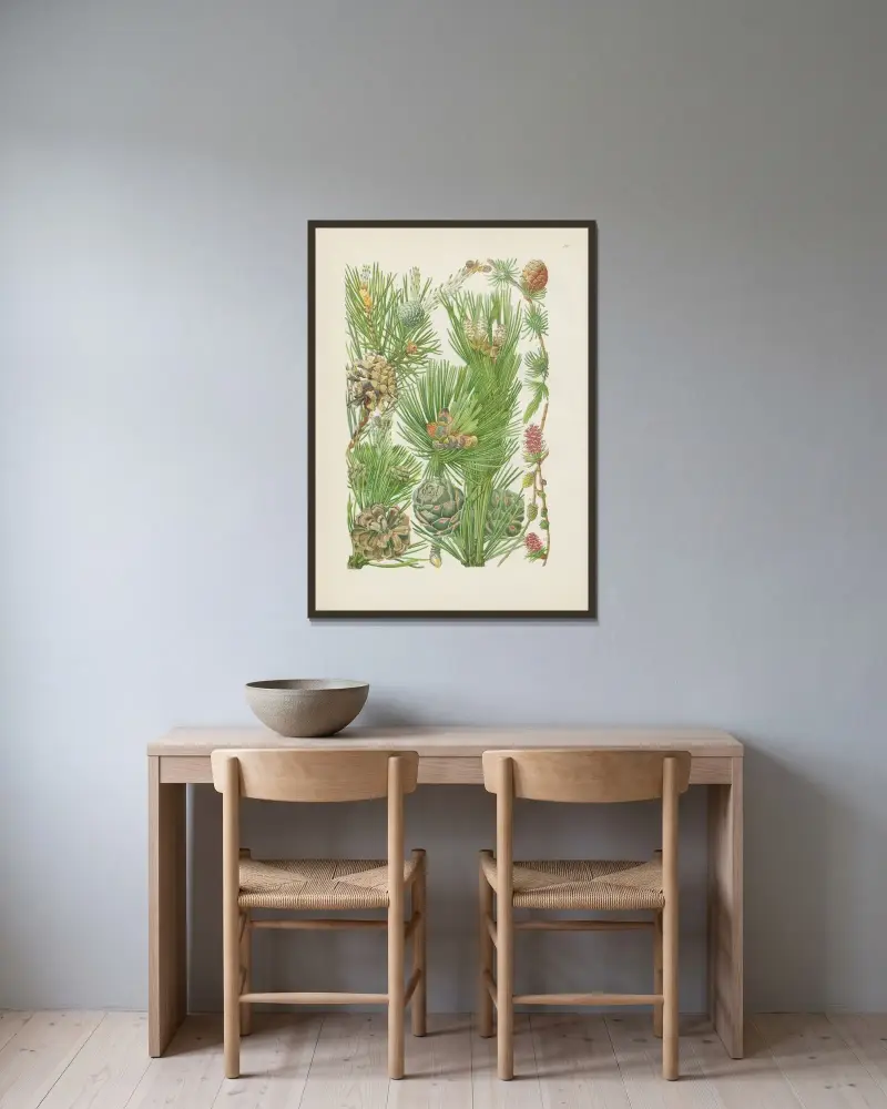 Illustrerade flora över Centraleuropa, plansch 014 av Gustav Hegi inramad på en vägg