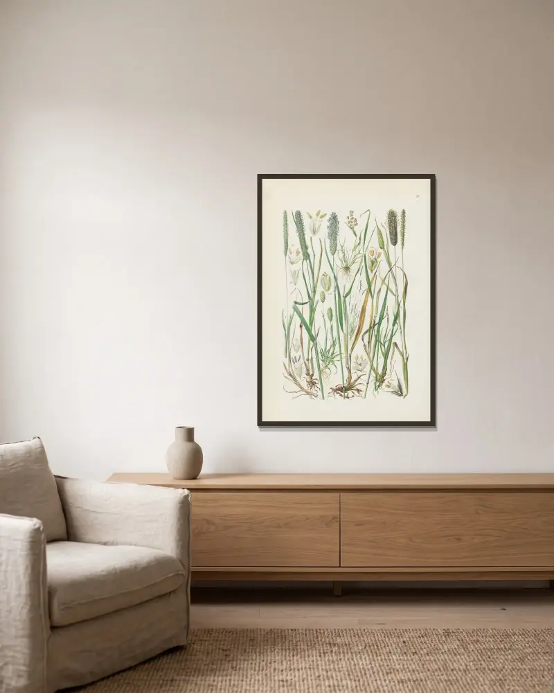 Illustrierte Flora von Mitteleuropa Taf. 026 von Gustav Hegi gerahmt an einer Wand