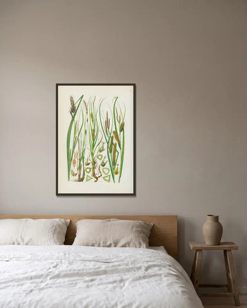 Illustrerad flora för Centraleuropa Pl.054 av Gustav Hegi inramad på en vägg