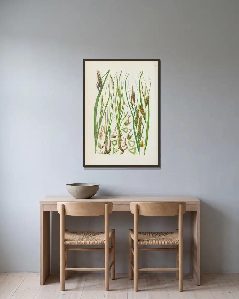 Illustrerad flora för Centraleuropa Pl.054 av Gustav Hegi inramad på en vägg