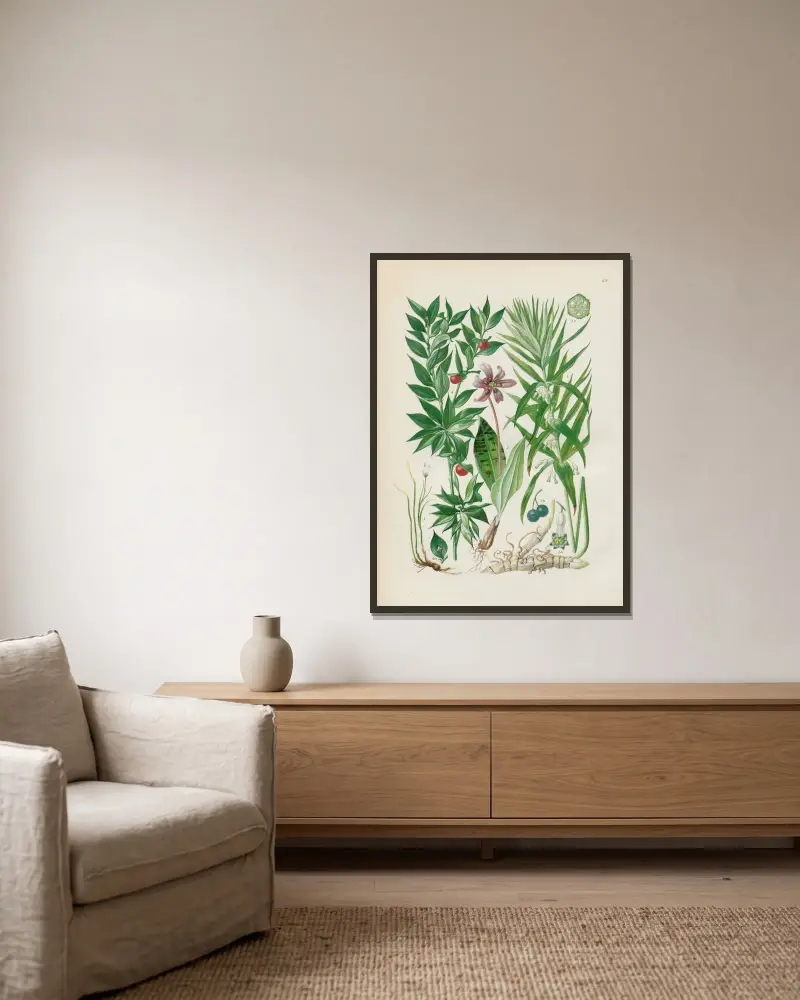 Illustrerad flora från Centraleuropa Pl.064 av Gustav Hegi inramad på en vägg