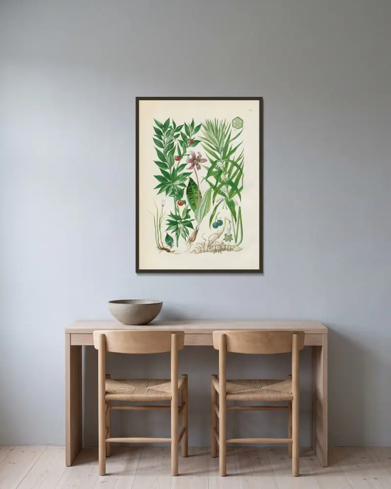 Illustrerad flora från Centraleuropa Pl.064 av Gustav Hegi inramad på en vägg