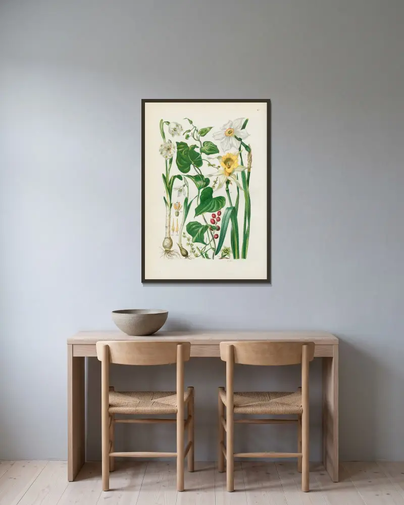 Illustrerad flora för Centraleuropa pl. 067 av Gustav Hegi inramad på en vägg
