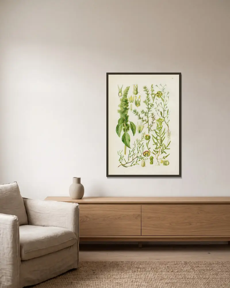 Illustrerade flora från Centraleuropa Pl.097 av Gustav Hegi inramad på en vägg