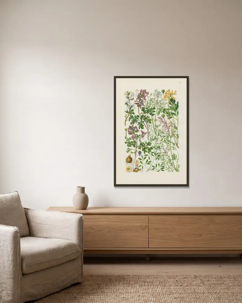 Illustrerad flora från Centraleuropa Pl.124 av Gustav Hegi inramad på en vägg