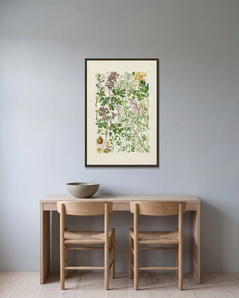Illustrerad flora från Centraleuropa Pl.124 av Gustav Hegi inramad på en vägg