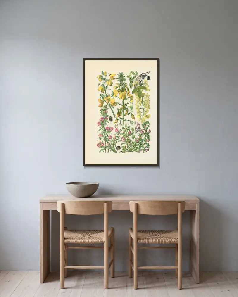Illustrerad flora för Centraleuropa pl. 160 av Gustav Hegi inramad på en vägg