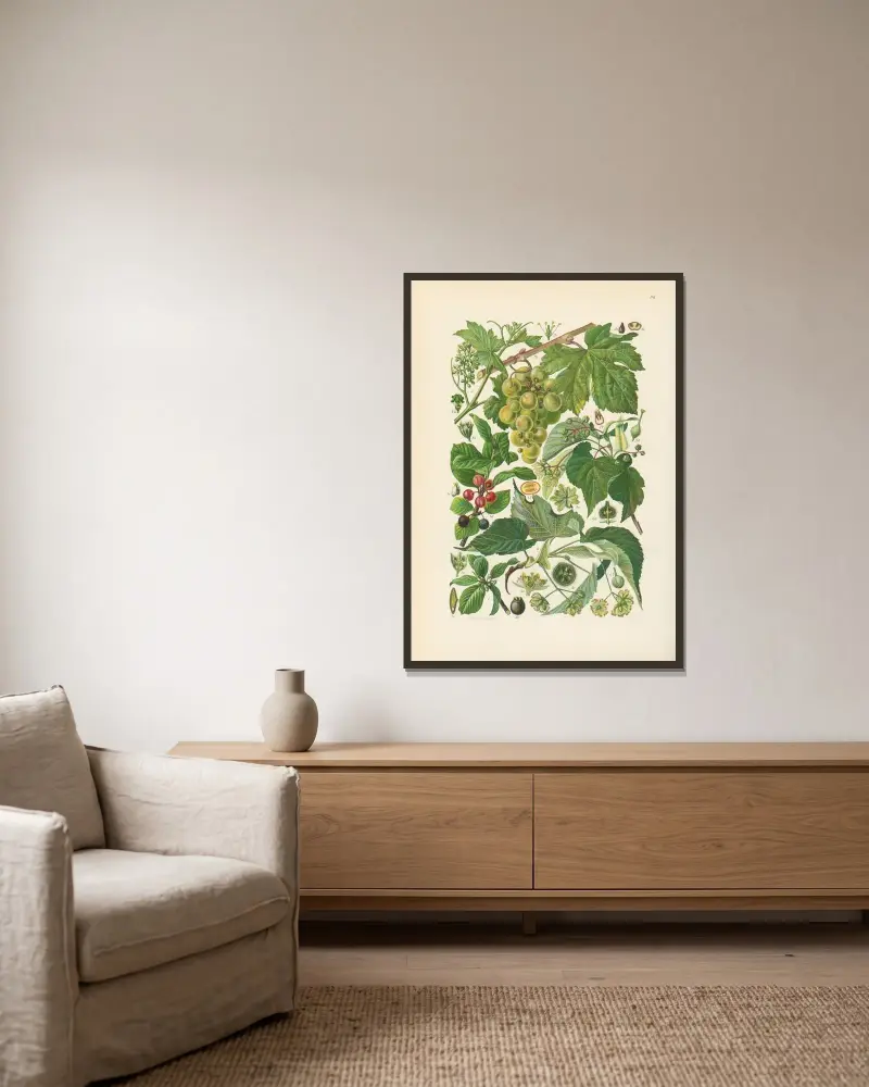 Illustrerad flora för Centraleuropa pl. 181 av Gustav Hegi inramad på en vägg