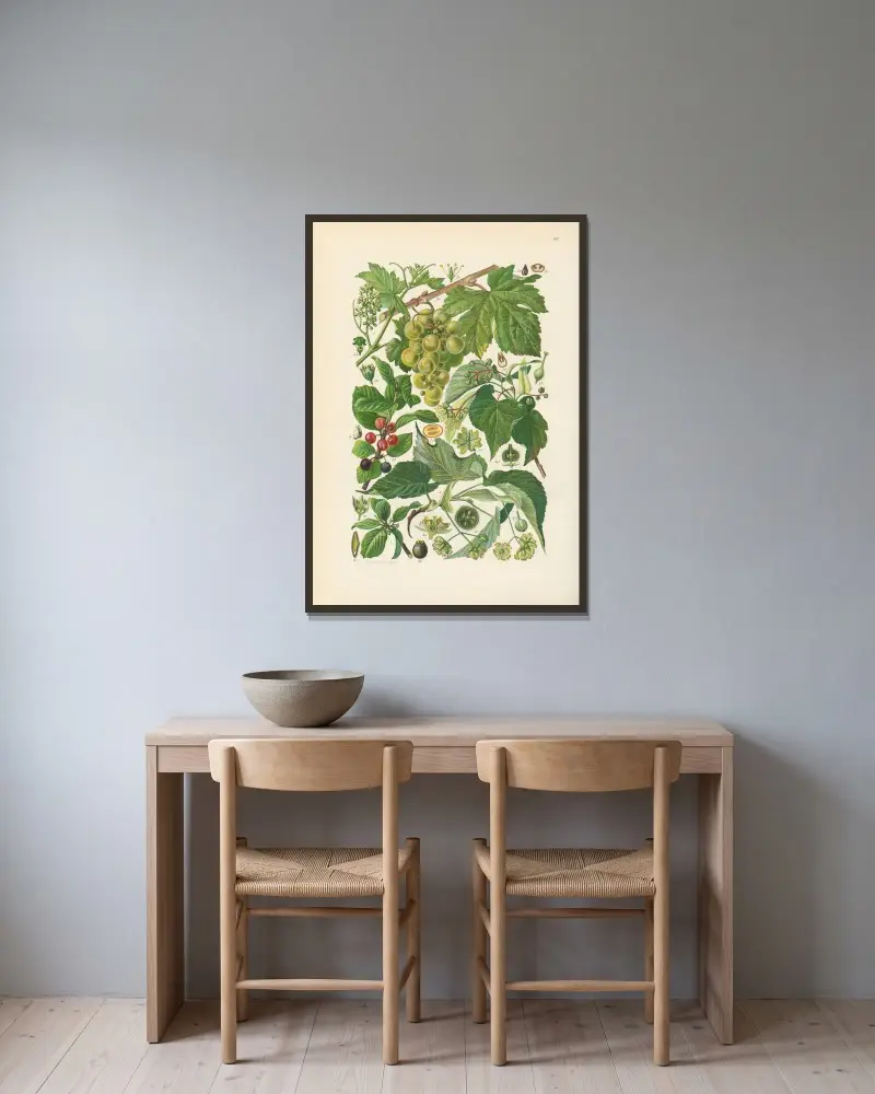 Illustrerad flora för Centraleuropa pl. 181 av Gustav Hegi inramad på en vägg