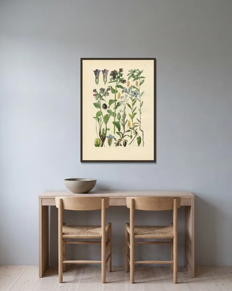 Illustrerade flora från Centraleuropa Pl.221 av Gustav Hegi inramad på en vägg