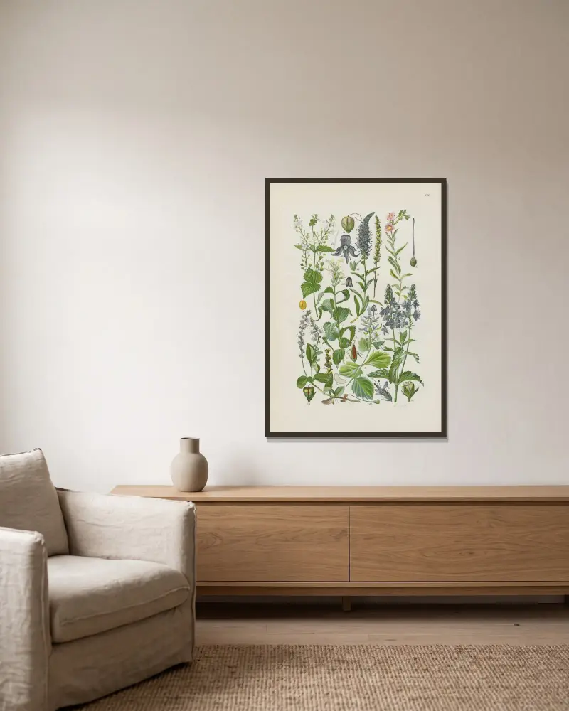 Illustrerad flora över Centraleuropa pl. 238 av Gustav Hegi inramad på en vägg