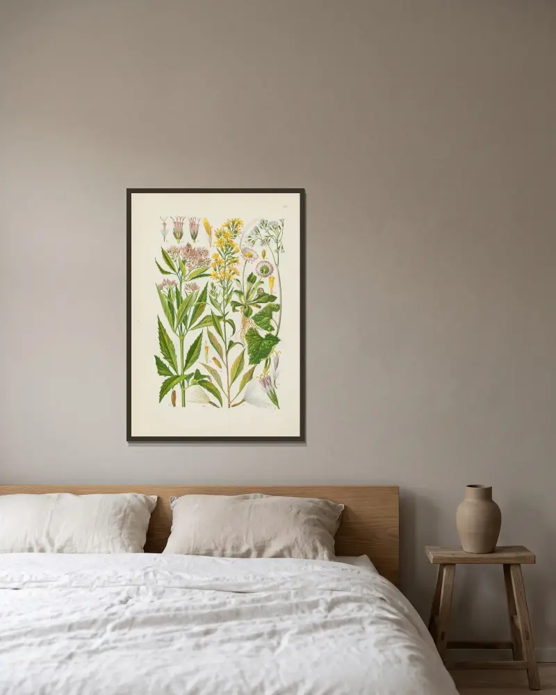 Illustrerad flora för Centraleuropa, plansch 258 av Gustav Hegi inramad på en vägg