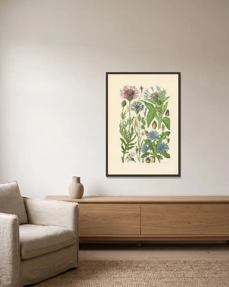 Illustrerad flora för Centraleuropa pl. 273 av Gustav Hegi inramad på en vägg