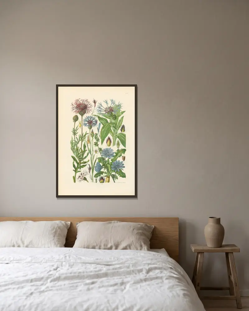 Illustrerad flora för Centraleuropa pl. 273 av Gustav Hegi inramad på en vägg