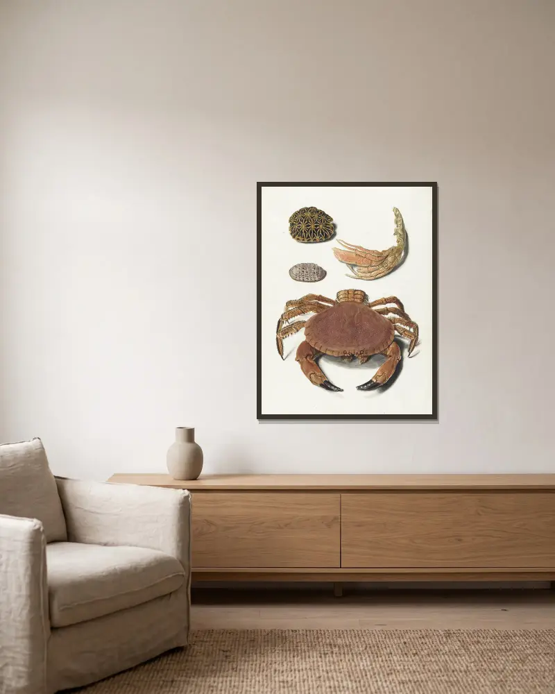 Een krab, een schaar van een krab en twee schilden van schildpadden av Johann Gustav Hoch inramad på en vägg